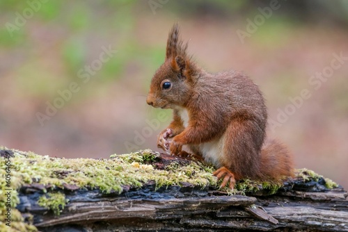 Closeup of a common squirrel (Sciurus vulgaris) on a broken trunk of a tree on blurred background