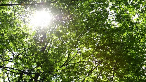 新緑の葉が美しく風に揺れる森の中