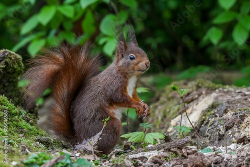 Closeup of a common squirrel  Sciurus vulgaris  on a the ground against blurred background