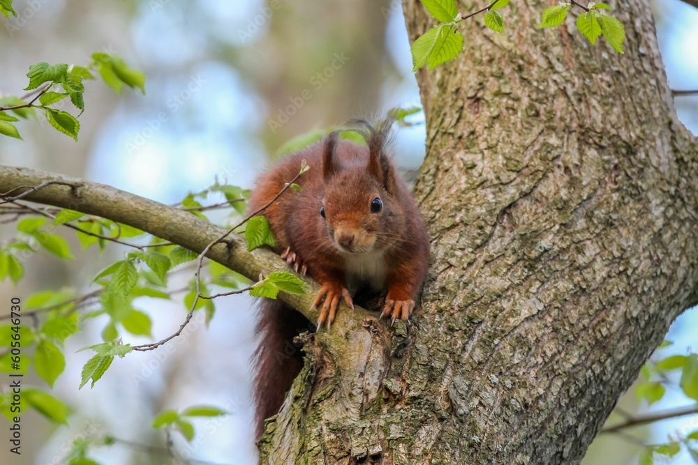 Closeup shot of the brown squirrel on the tree with a blurred background Closeup shot of the brown squirrel on the tree with a blurred background
