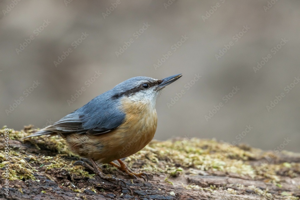 Closeup shot of the Eurasian nuthatch on the tree Closeup shot of the Eurasian nuthatch on the tree