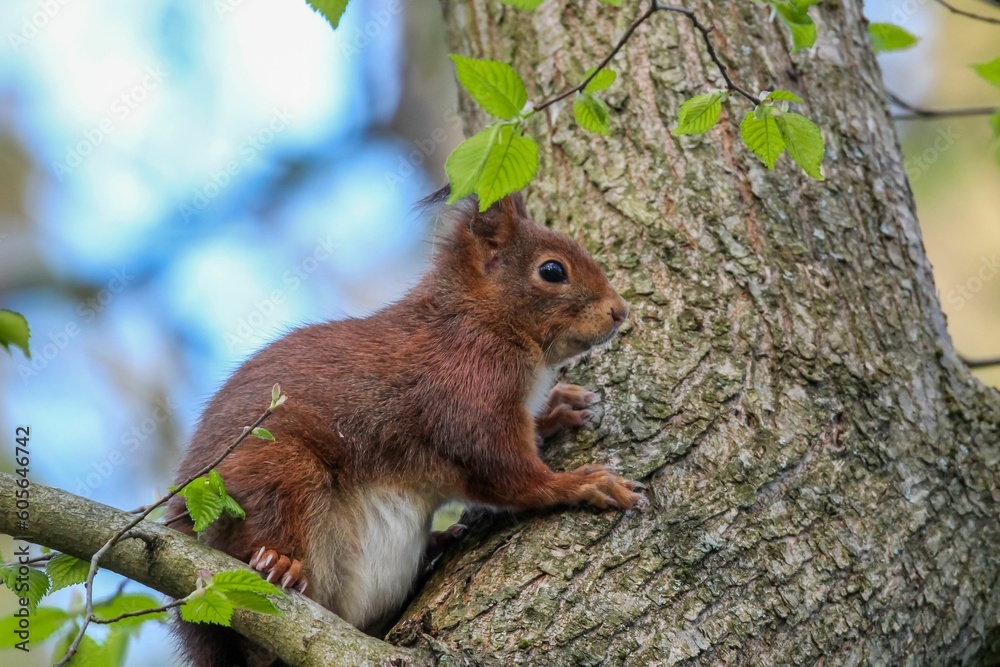 Closeup shot of the brown squirrel on the tree with a blurred background Closeup shot of the brown squirrel on the tree with a blurred background