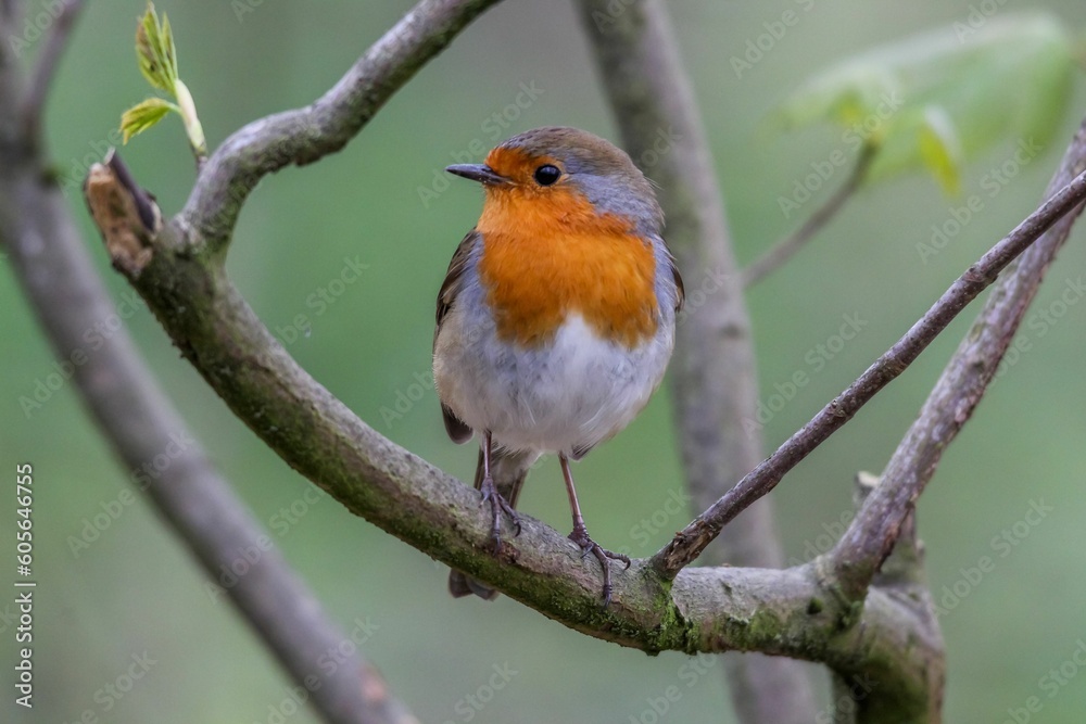 Closeup of a cute European robin (Erithacus rubecula) perched on the branch on blurred background Closeup of a cute European robin (Erithacus rubecula) perched on the branch on blurred background