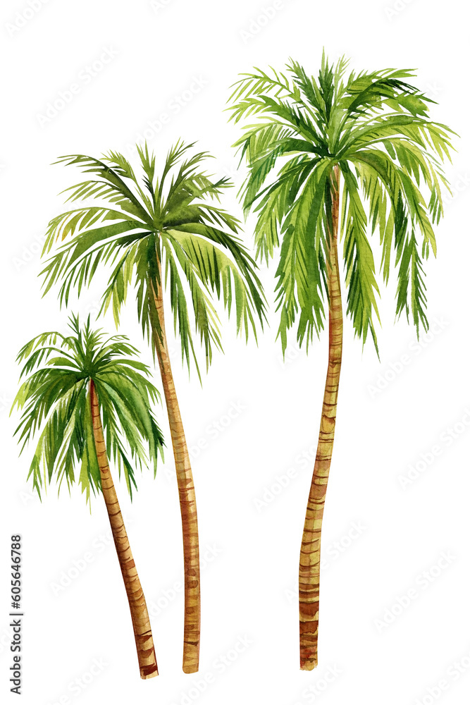 Obraz premium Watercolor Palm trees isolated on white background. hand painted coconut palm tree