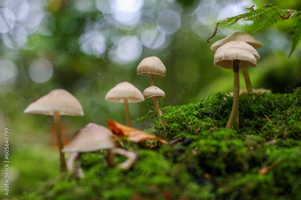 Group of mushrooms growing on the tree trunk with green moss Group of mushrooms growing on the tree trunk with green moss