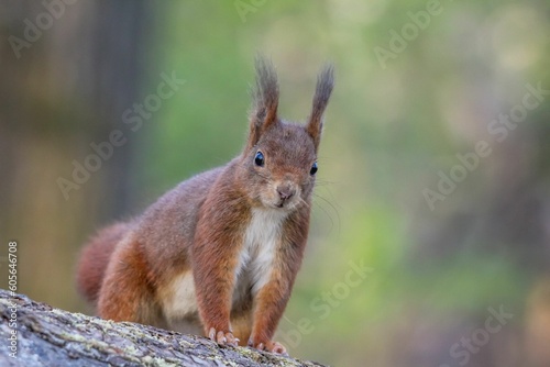 Closeup shot of the brown squirrel on the tree with a blurred background © Woodhicker_shots1/Wirestock Creators