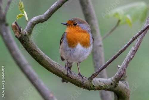 Closeup of a cute European robin (Erithacus rubecula) perched on the branch on blurred background © Woodhicker_shots1/Wirestock Creators