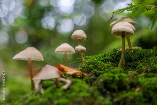 Group of mushrooms growing on the tree trunk with green moss