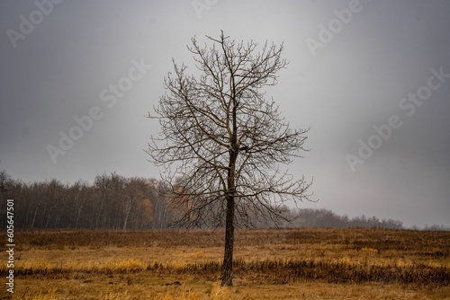 Tree in the field under a cloudy sky