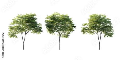 isolated cutout tall and big tree acer palmatum  in 3 different model option  best use for landscape design