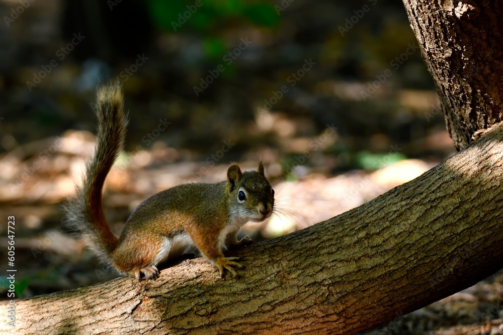 Closeup of a red squirrel (amiasciurus hudsonicus) on a broken branch of a tree in a forest
