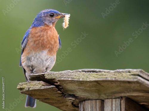 Closeup of an eastern bluebird (Sialia sialis) on a wooden feeder against blurred background