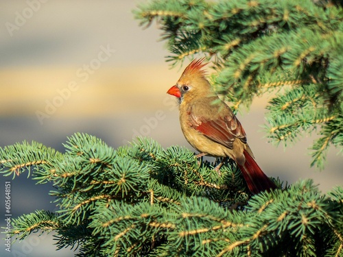 Beautiful view of northern cardinal perched on tree branch © Mike Charbonneau/Wirestock Creators