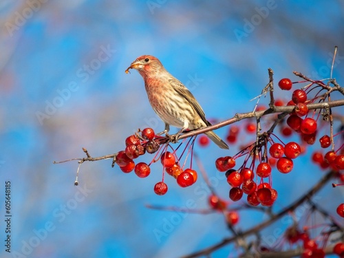 Shallow focus of House Finches perched on a red berry tree branch © Mike Charbonneau/Wirestock Creators