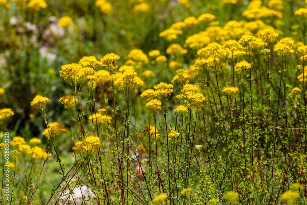Obraz premium Closeup of yellow herbal wildflowers in a field