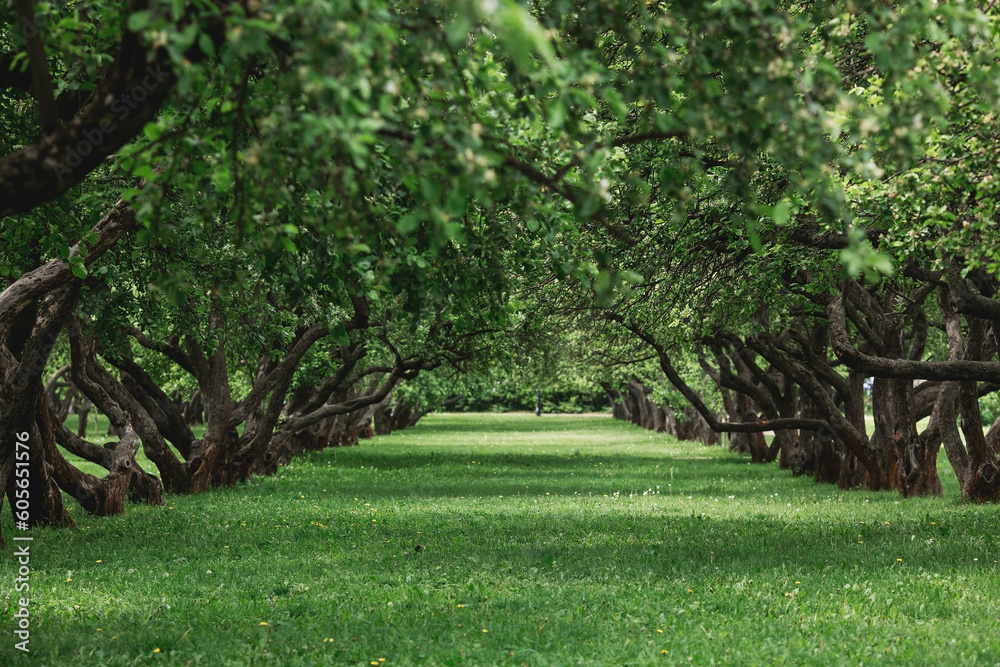 Spring apple orchard and benches in Kolomenskoye Park. Beautiful natural green background. Spring apple orchard and benches in Kolomenskoye Park. Beautiful natural green background.