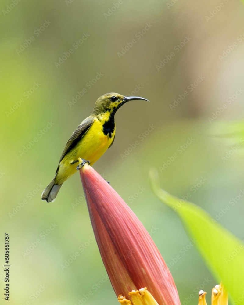 Obraz premium Vertical selective focus of a olive-backed sunbird on top of a banana plant in Philippines