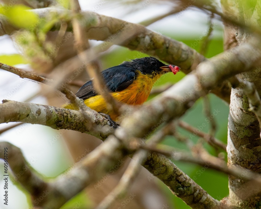 Bird eating fruit on branch in nature, Yellow-bellied Flowerpecker Bird eating fruit on branch in nature, Yellow-bellied Flowerpecker