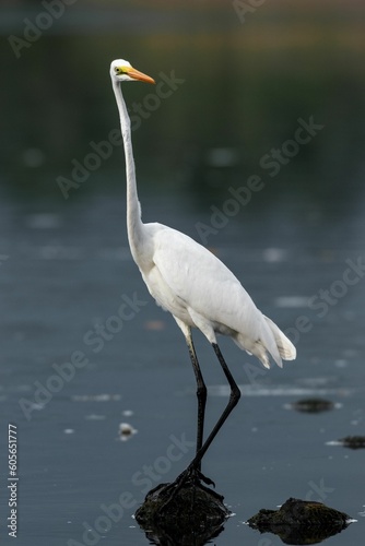 Vertical selective focus of a Australasian egret standing on a stone surrounded with water