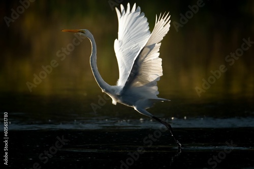 Selective focus of a Australasian egret that is about to take off photo