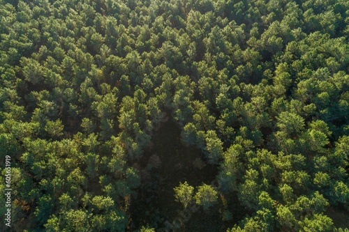 overhead aerial drone view of a pine forest at dusk