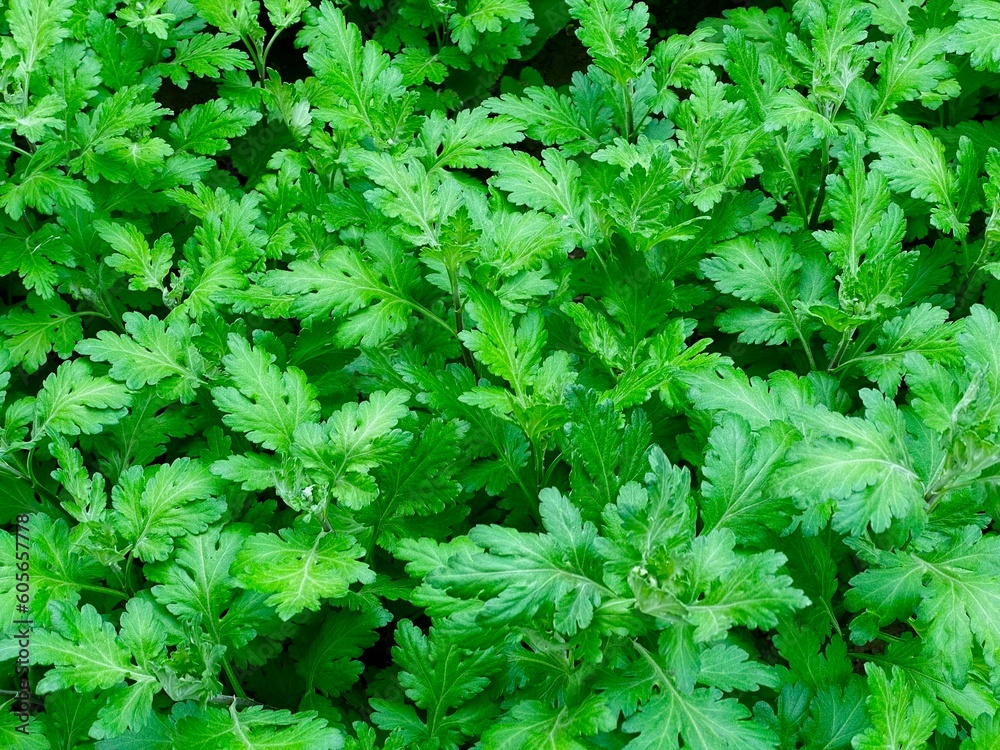 Green Leaves texture background wallpaper Green Leaves texture background wallpaper