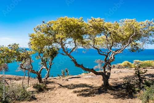 Vegetation growing on the coast of Korbous in Tunisia