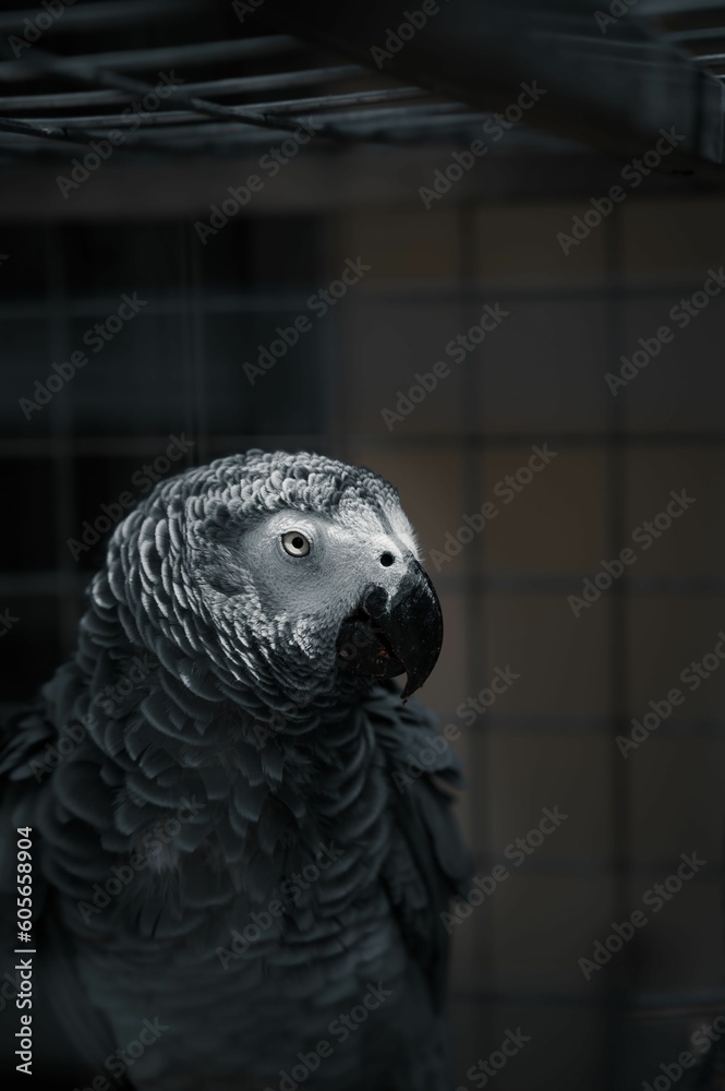 Obraz premium Vertical shot of a grey parrot sitting in a cage and looking right