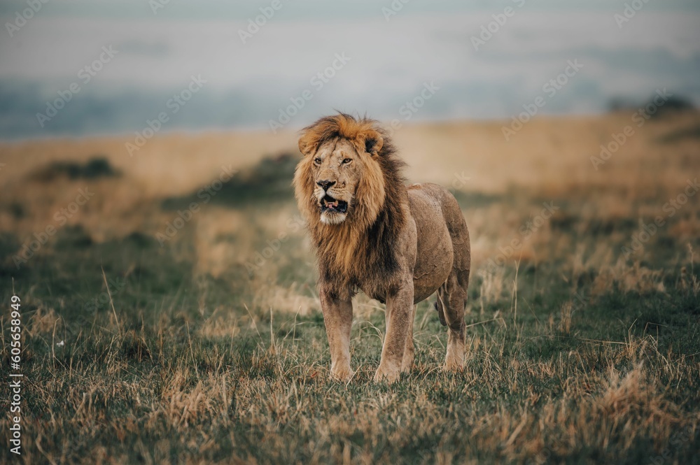 Lion roaring in a field with green and weathered grass Lion roaring in a field with green and weathered grass