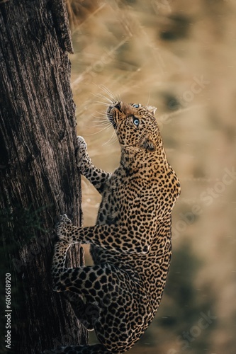 Vertical shot an African leopard standing on a fallen tree branch and curiously looking forward