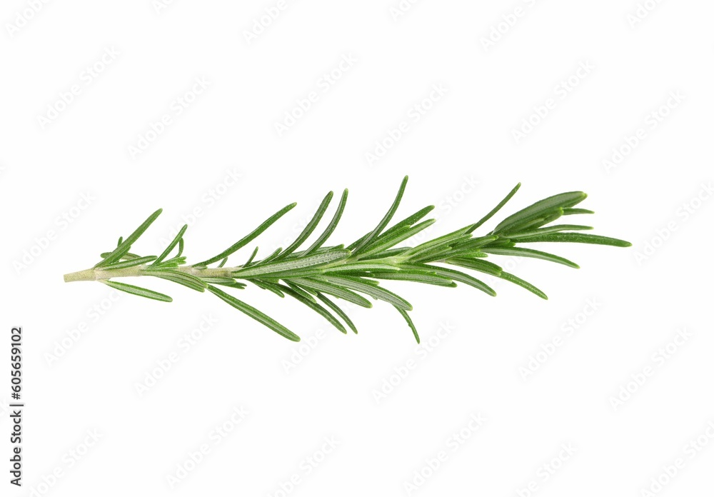 Sprig of fresh rosemary isolated on white