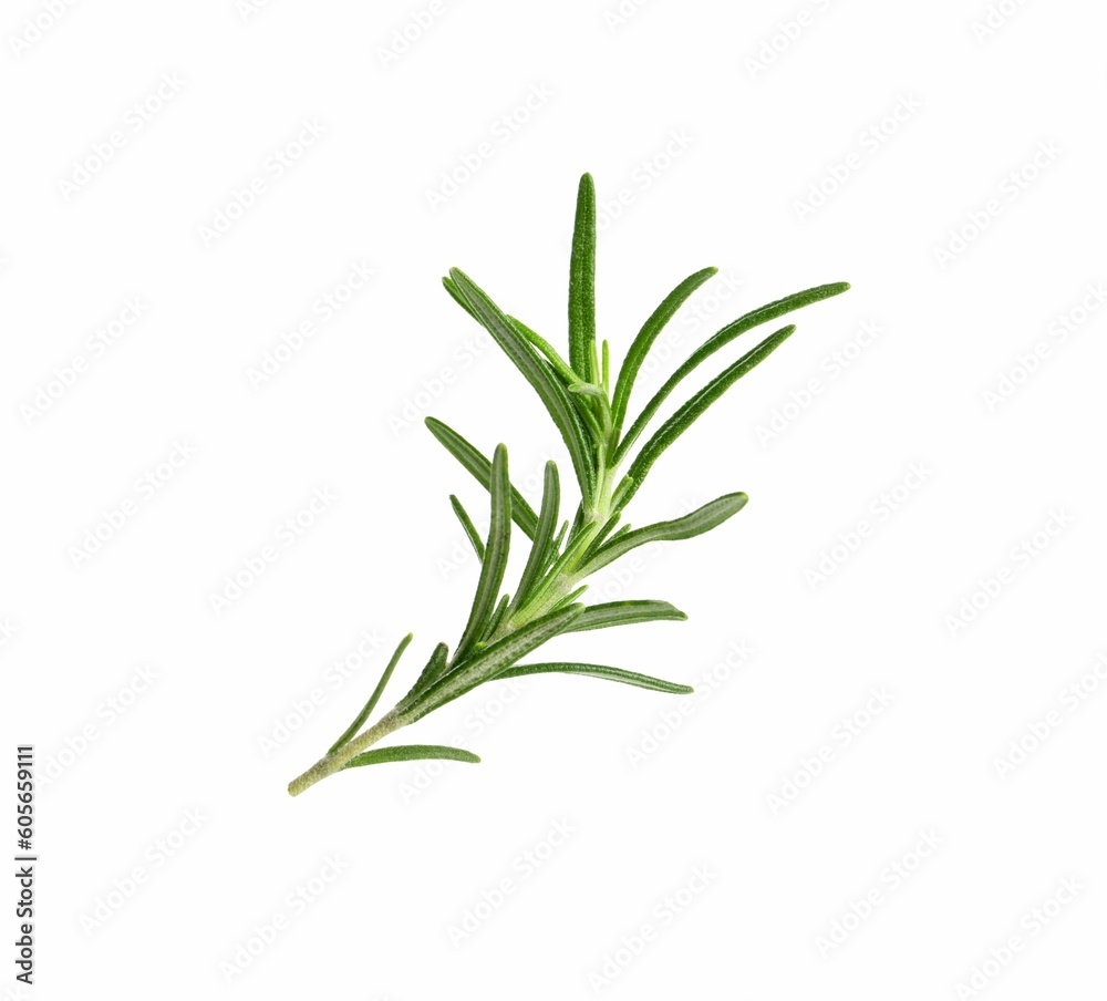 Fototapeta premium Sprig of fresh rosemary isolated on white