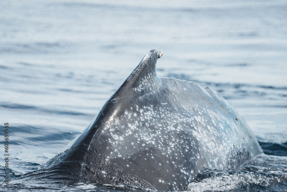 Fototapeta premium Famous and happy whale in a whale watching touristic tour