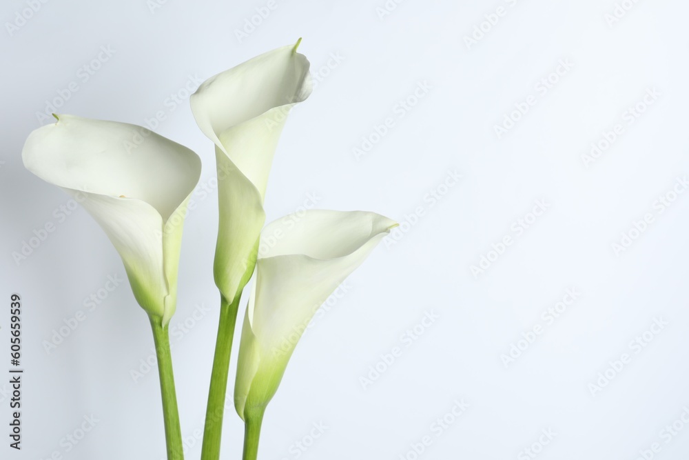Beautiful calla lily flowers on white background. Space for text Beautiful calla lily flowers on white background. Space for text