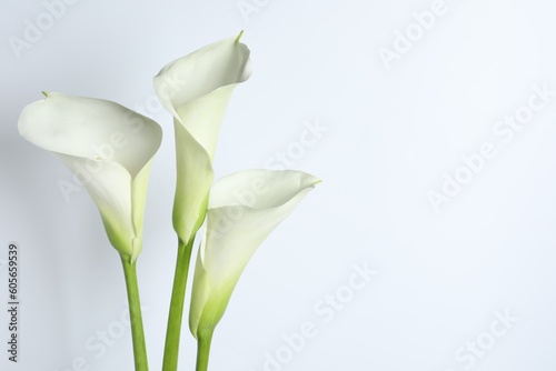 Beautiful calla lily flowers on white background. Space for text