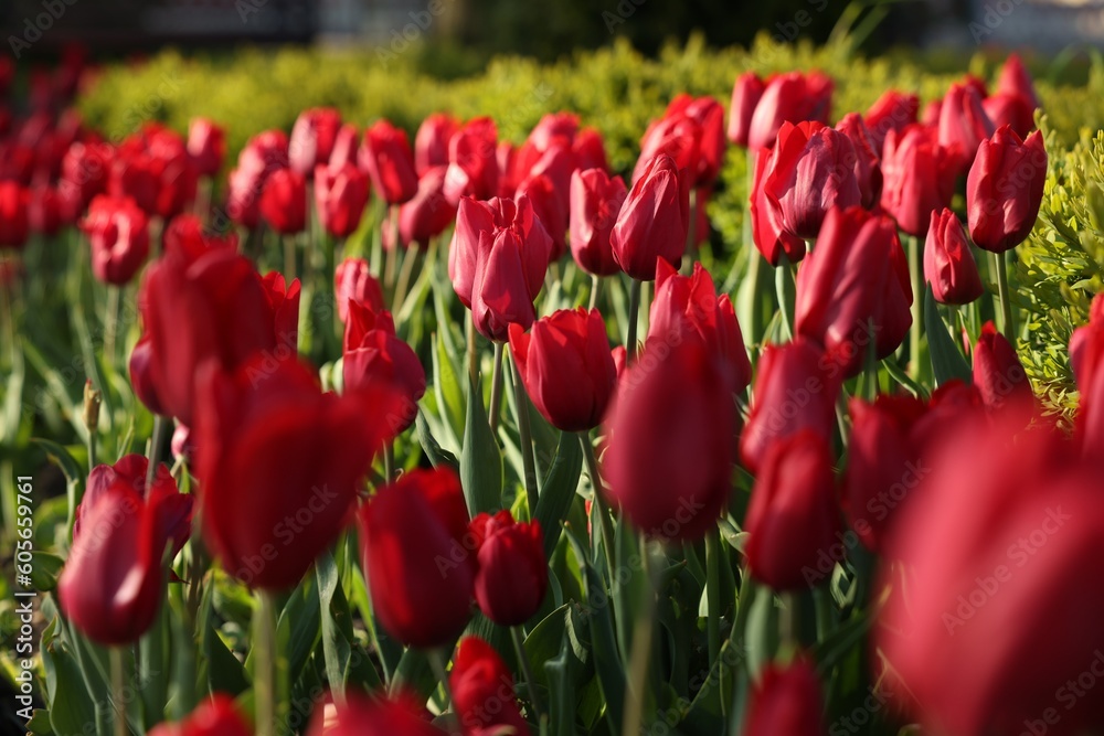 Beautiful red tulips growing outdoors on sunny day Beautiful red tulips growing outdoors on sunny day