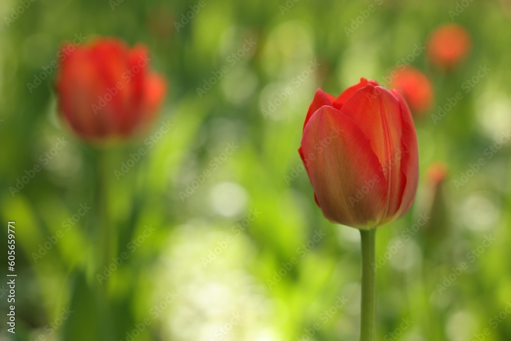 Beautiful bright tulips growing outdoors on sunny day, closeup. Space for text Beautiful bright tulips growing outdoors on sunny day, closeup. Space for text