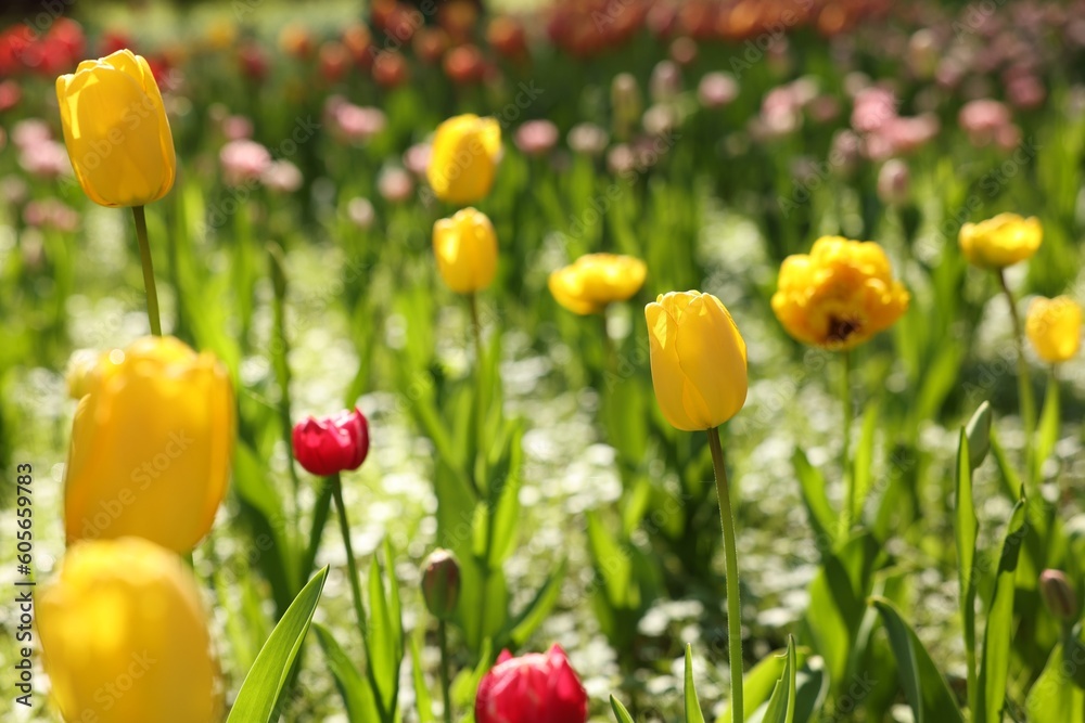 Fototapeta premium Beautiful bright tulips growing outdoors on sunny day