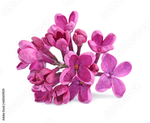 Beautiful fragrant lilac flowers on white background