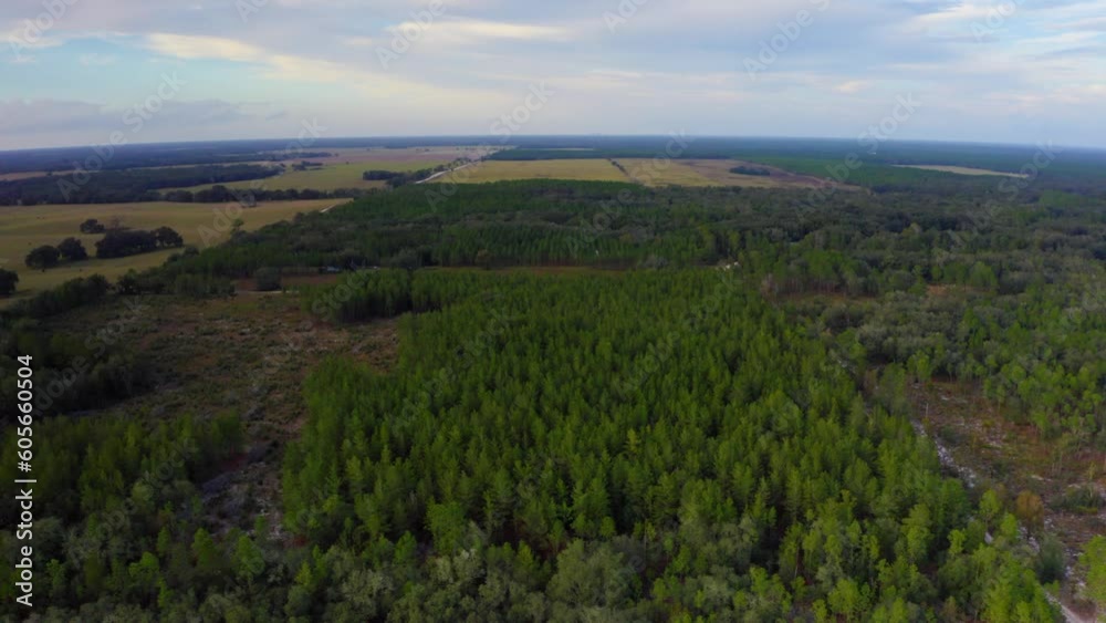 Aerial drone shot slowly descending above the pine trees in a nature preserve surrounded by agricultural land in Central Florida during sunset. Aerial drone shot slowly descending above the pine trees in a nature preserve surrounded by agricultural land in Central Florida during sunset.