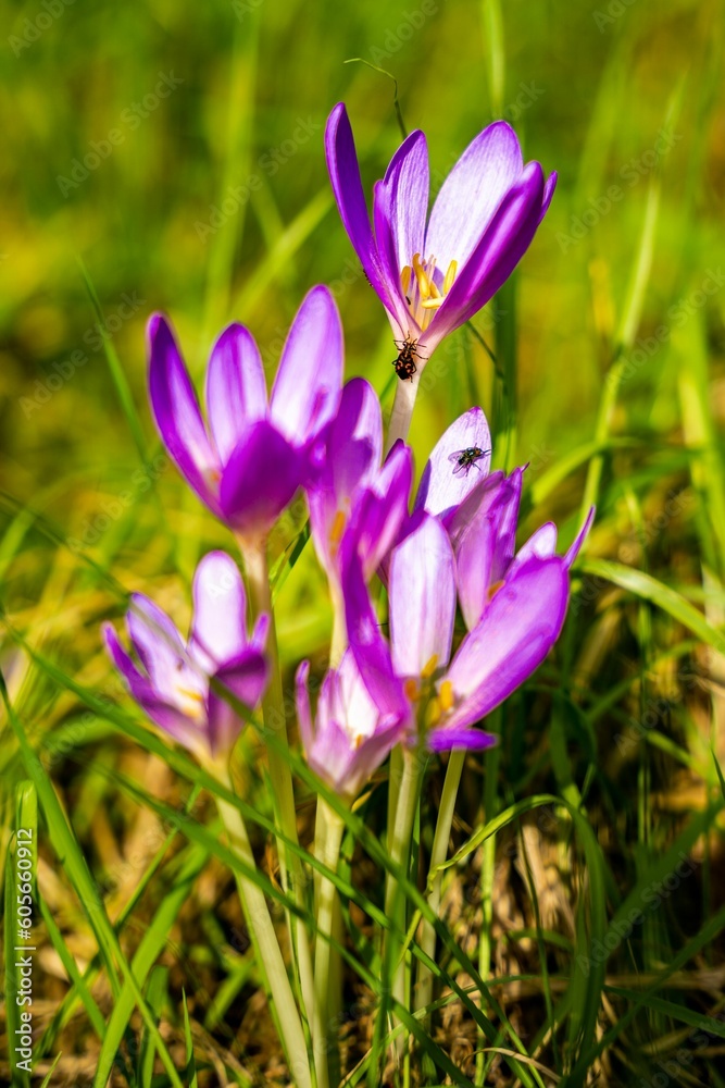 Closeup of blooming purple Crocus flowers Closeup of blooming purple Crocus flowers