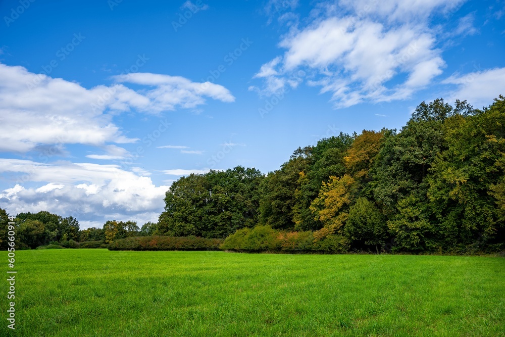 Aerial view of greenery field surrounded by dense trees Aerial view of greenery field surrounded by dense trees