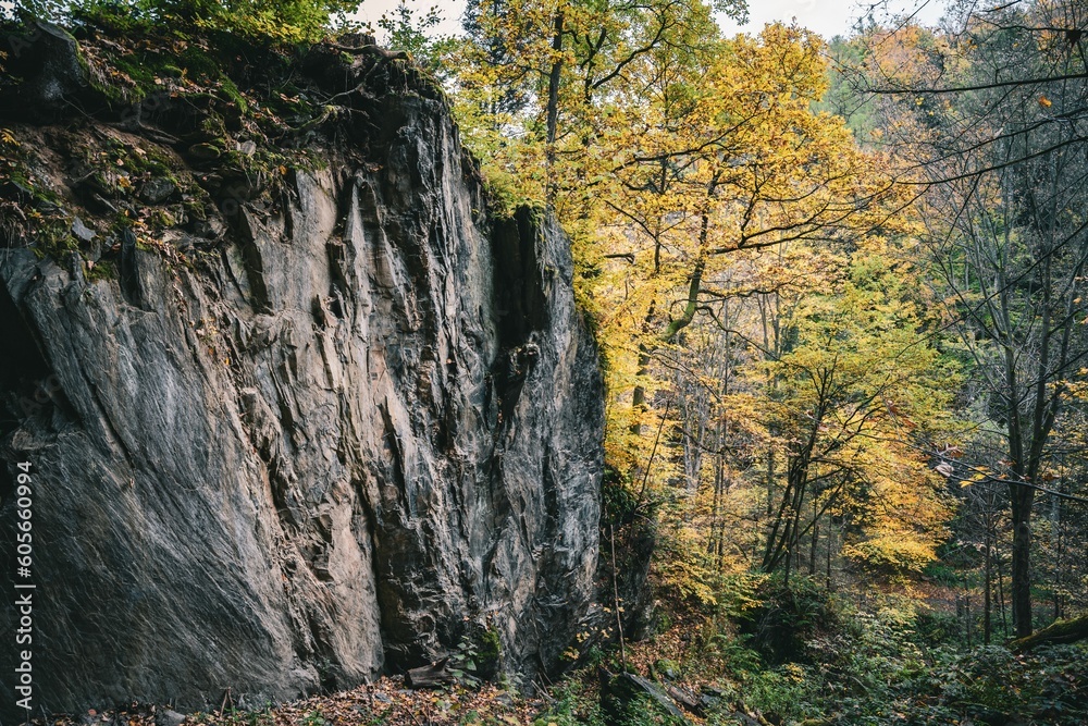 Big rock in surrounded by the yellow trees in the dense forest during the daytime