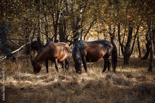 Brown horses grazing in a field with trees on their background © Nacka78/Wirestock Creators