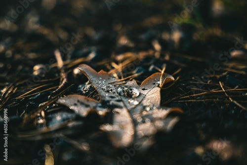 Closeup shot of a water drop on the fallen leaf in a forest on the blurred background