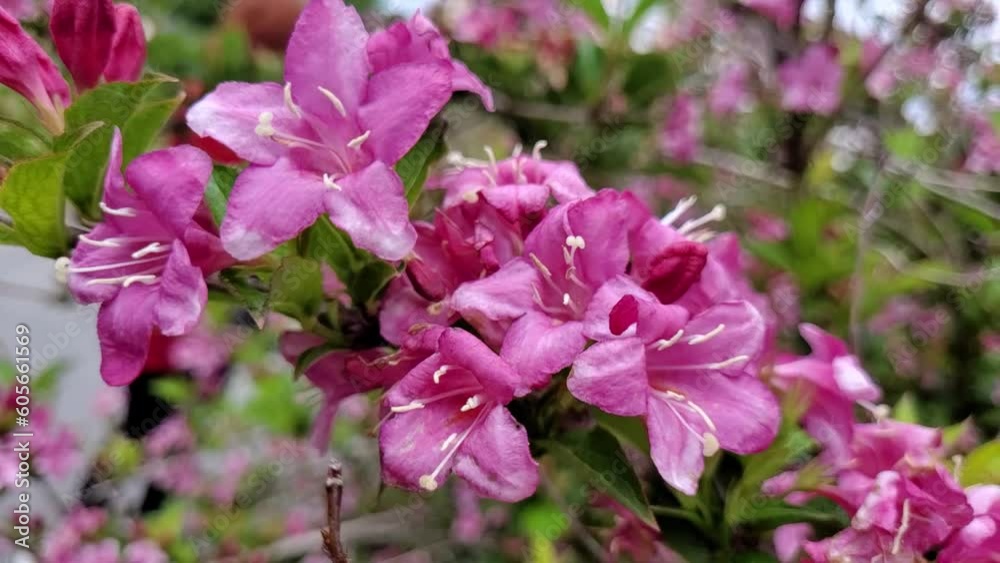 Pink wild flowers on the fild on the wind Pink wild flowers on the fild on the wind