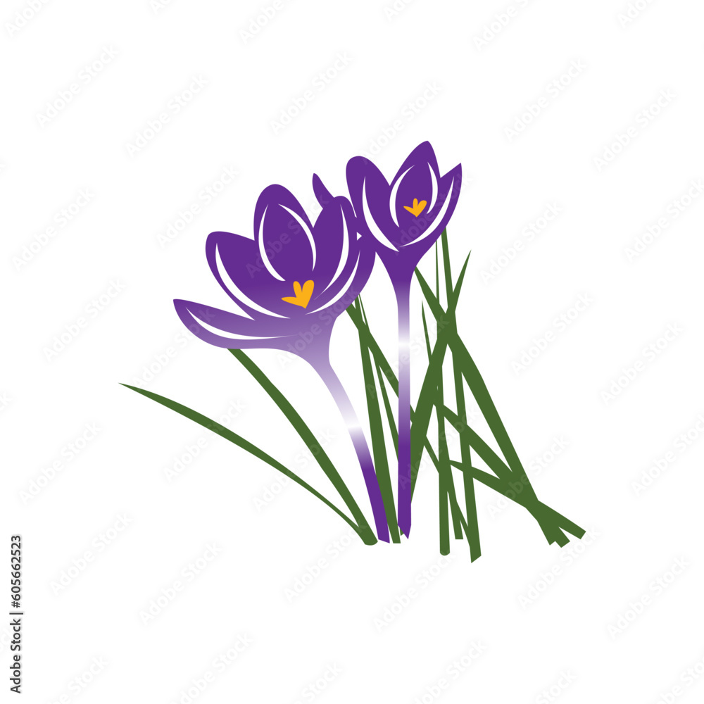 Naklejka premium purple spring crocus flowers