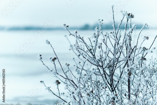Close-up shot of frozen plants during the wintertime