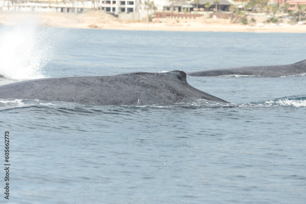 Fototapeta premium Famous and happy whales in a whale watching touristic tour