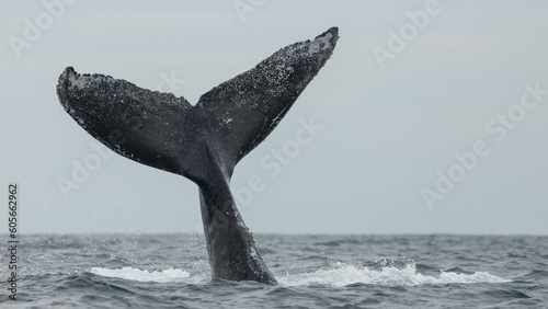 Famous and happy whales in a whale watching touristic tour